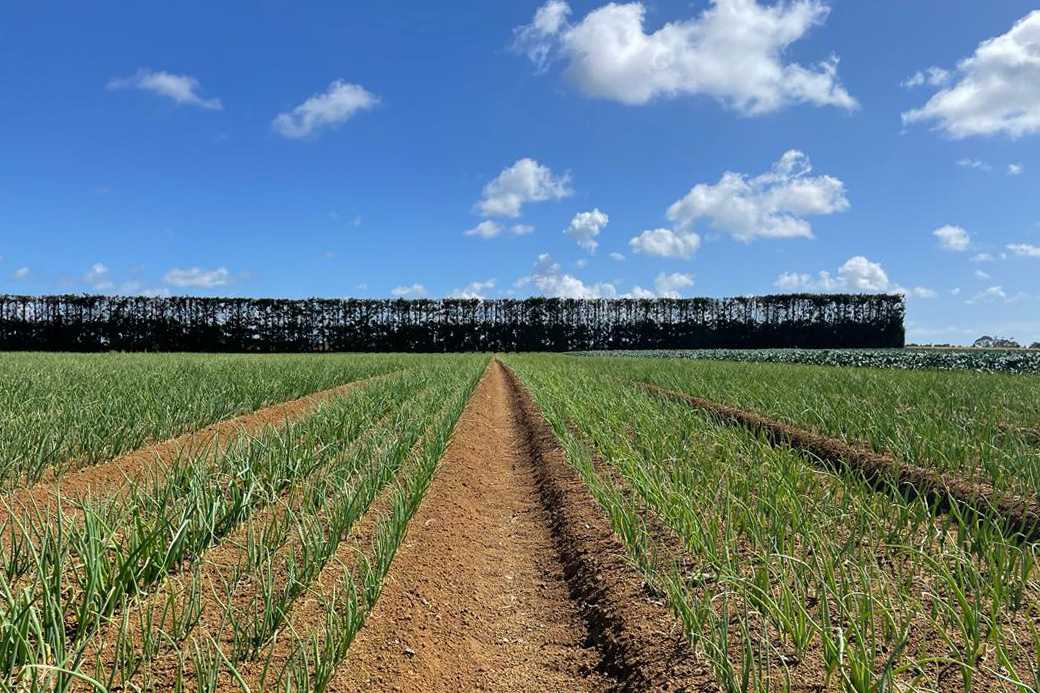 HortPlus The future of onion production AgriTech New Zealand